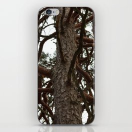 Pine iPhone Skin