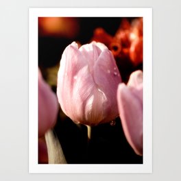 Pink Tulip II Art Print