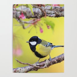 Titmouse Poster