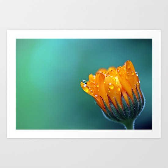 Marigold Art Print