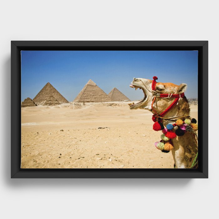 Camel eating the Pyramids in Egypt Framed Canvas