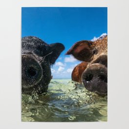 Bahamas Pigs Poster