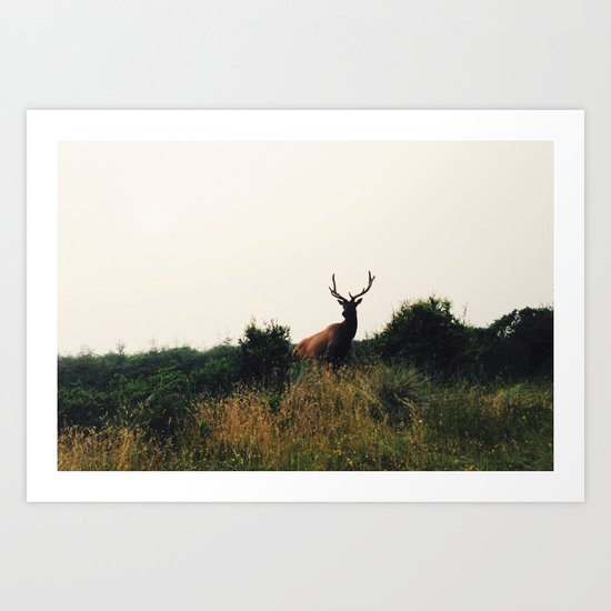 Prairie Creek Elk Art Print