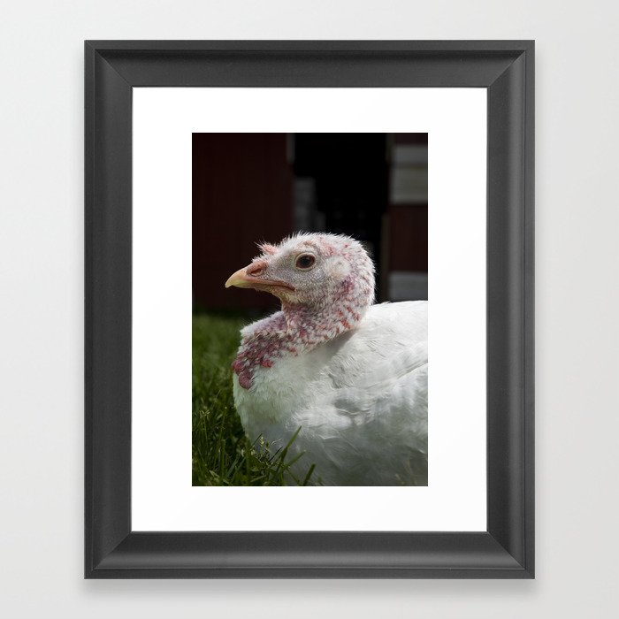 Merci the Turkey Framed Art Print