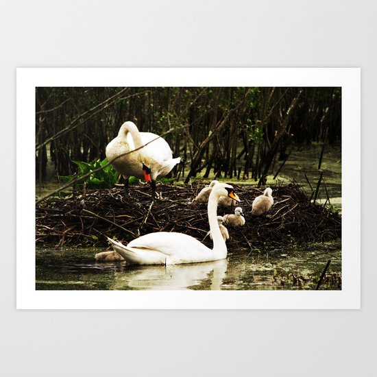 Swans and Cygnets Art Print