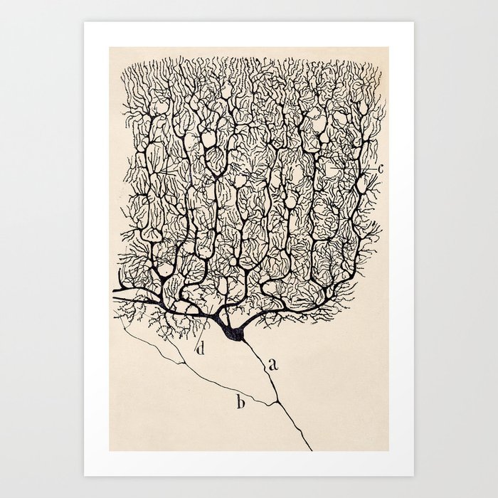 Santiago Ramon y Cajal Neuron Drawing Art Print