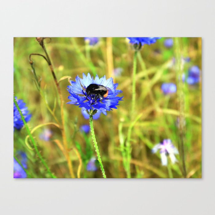 Bumblebee on Blue Cornflower Canvas Print