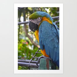 Blue Macaw Parrot | Tropical Bird Photo | Nature Photography Art Print