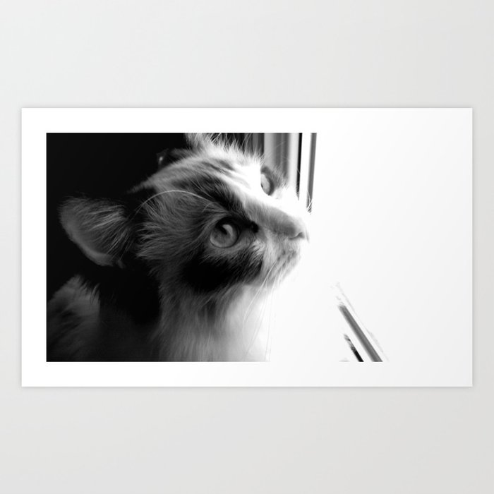 Ragdoll cat at the window. Art Print