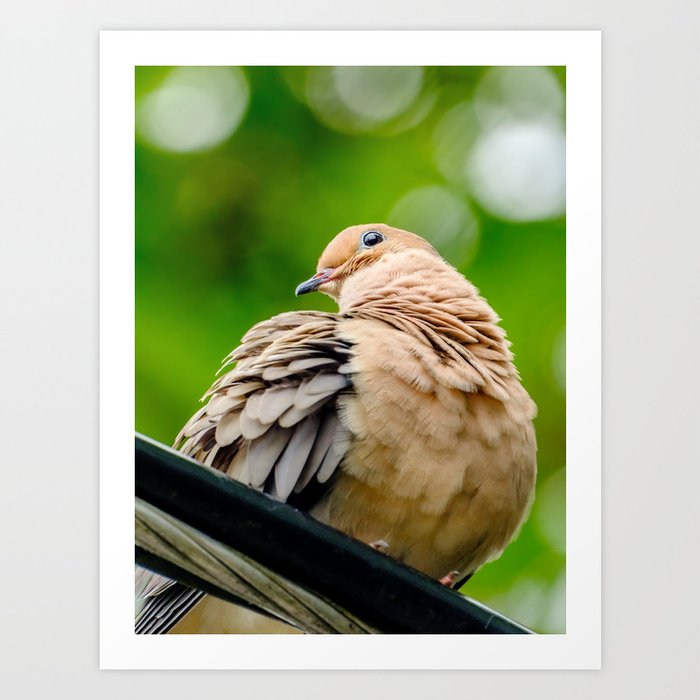 Mourning Dove Photograph Art Print