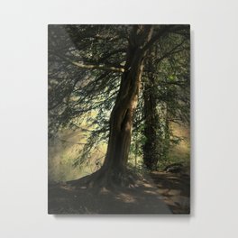 Forest Wakening. Metal Print | Landscape, Photo, Nature, Digital 