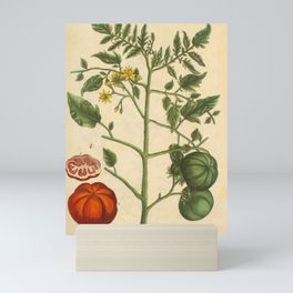 Tomato by Elizabeth Blackwell from "A Curious Herbal," 1737 (benefiting The Nature Conservancy) Mini Art Print