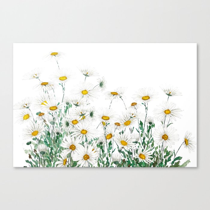 white margaret daisy horizontal watercolor painting Canvas Print