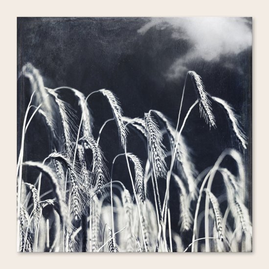 harvest Canvas Print