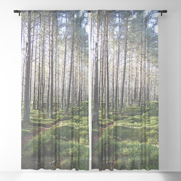 Sunlight Through a Scottish Birch and Pine Forest in Afterglow Sheer Curtain
