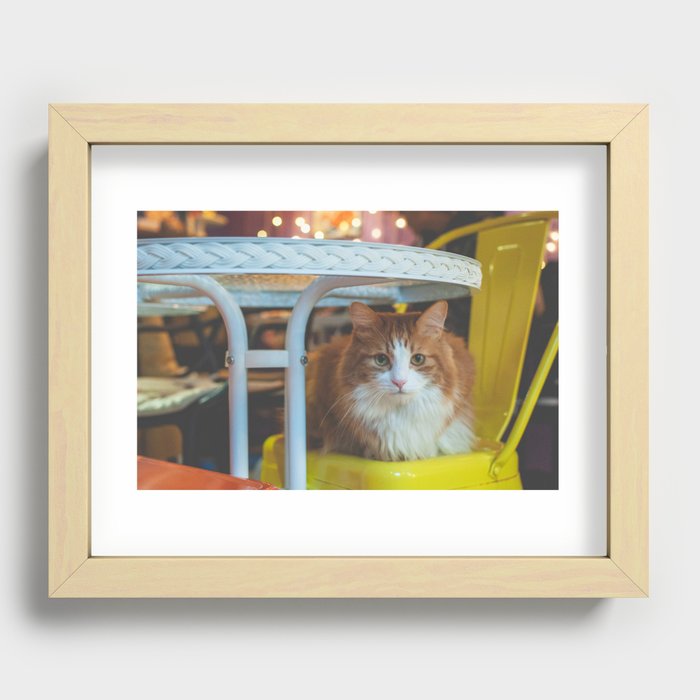 fury orange white cat crouching on chair Recessed Framed Print