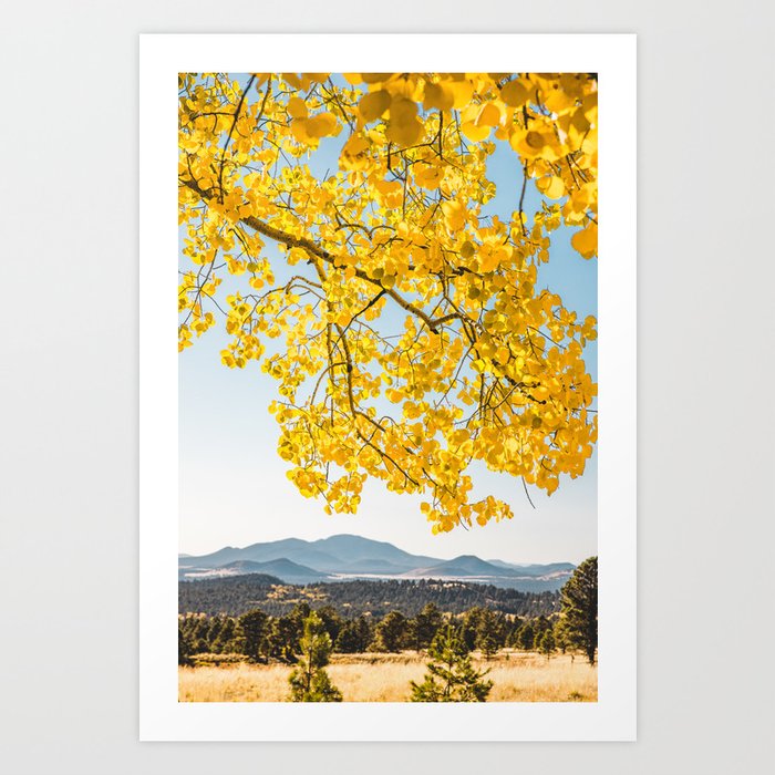 Yellow Aspen Tree & Blue Mountains in Flagstaff, Arizona Art Print