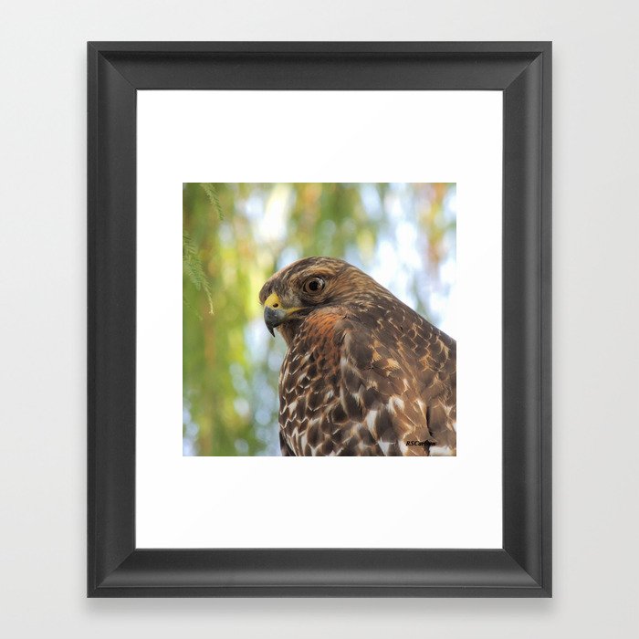 Download Young Red-Shouldered Hawk in a Desert Willow Framed Art ...