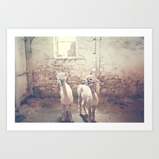 Young Alpacas Art Print