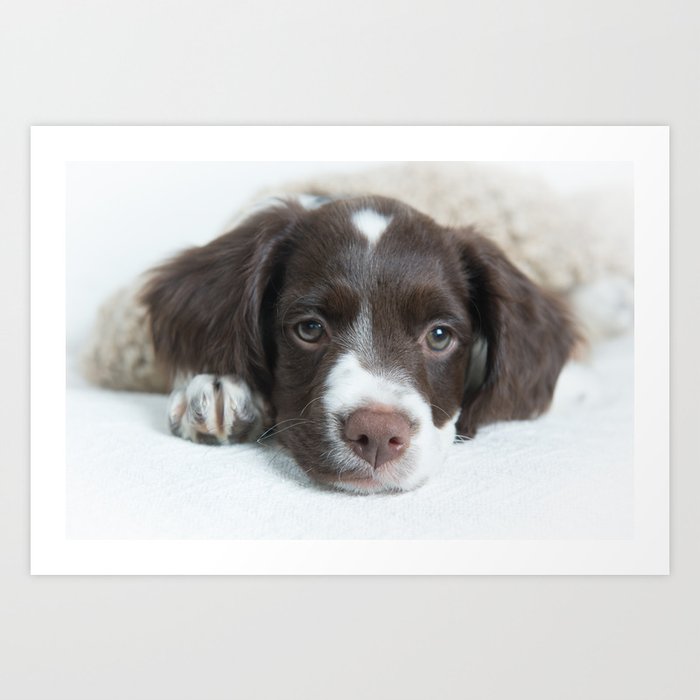 Brittany Puppy Art Print