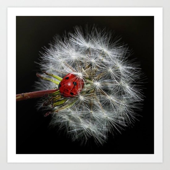 Flower Art Print