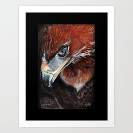Wedge Tailed Eagle Art Print