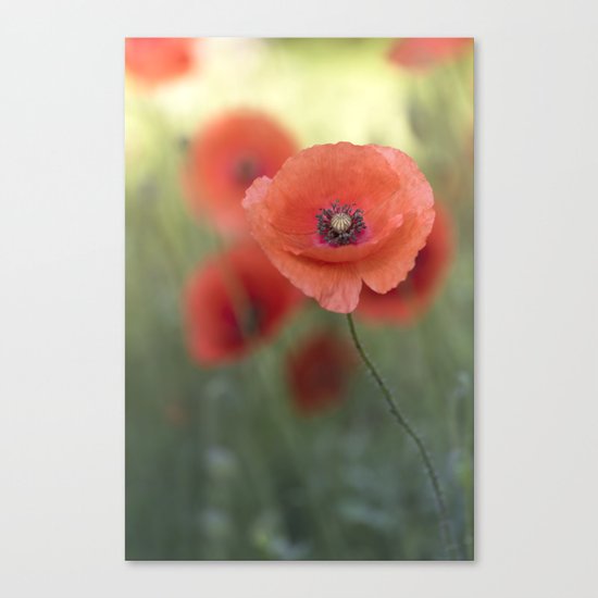 Beautiful poppy in a meadow Canvas Print