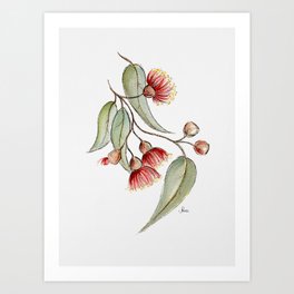 Flowering Australian Gum Art Print