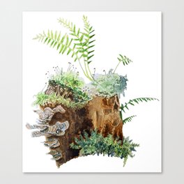 Mossy Stump Canvas Print