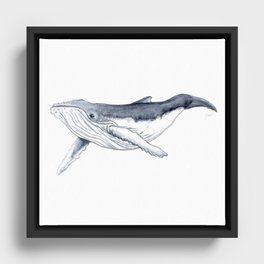 Baby humpback whale (Megaptera novaeangliae) Framed Canvas