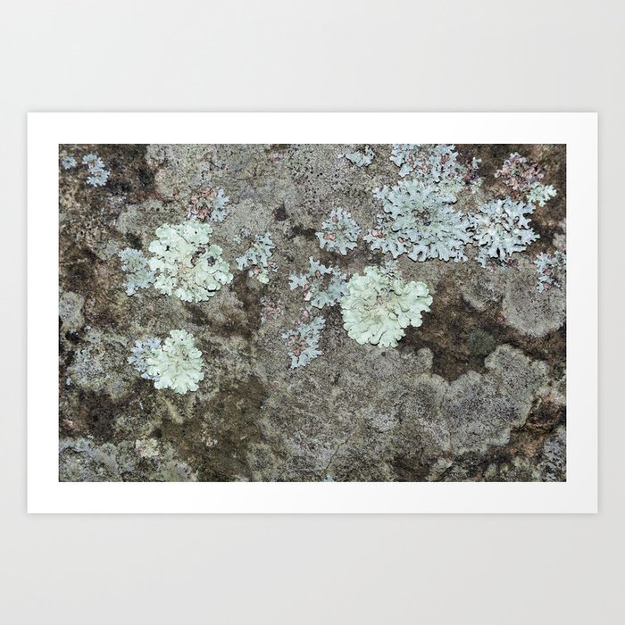 Lichen on granite Art Print