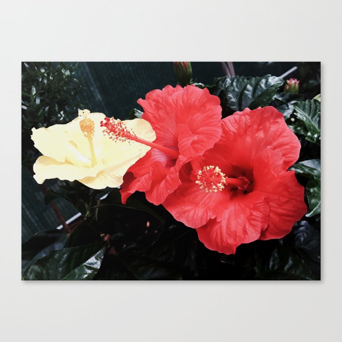 Three pastel yellow and coral Hibiscus flowers in the garden retro botanical cottage core photography Canvas Print