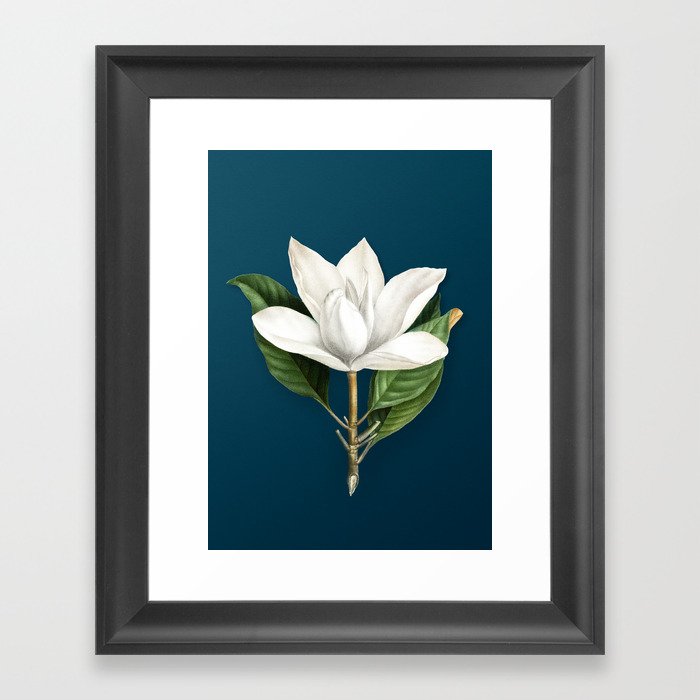 Vintage White Southern Magnolia Botanical Illustration on Teal Framed Art Print