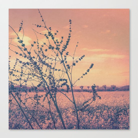 Imperfect Beauty (Beginning of Spring, California Countryside Farm) Canvas Print