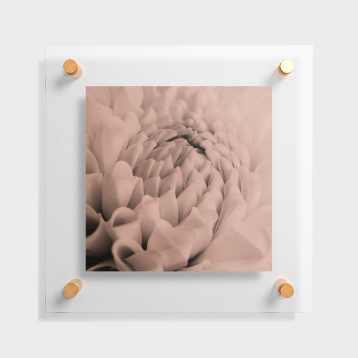 Soft Rose Dahlia Floating Acrylic Print