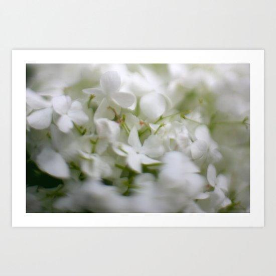 Hydrangea Art Print