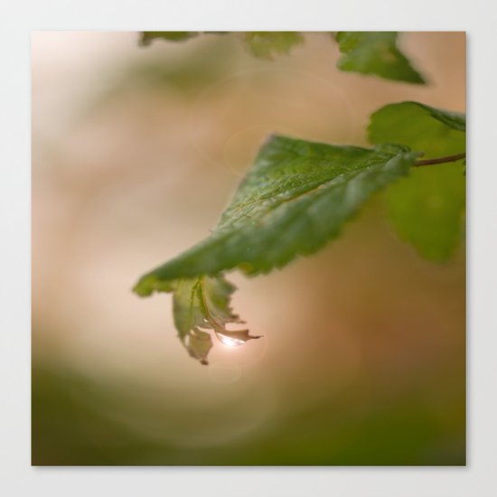 Shiny Drop n Forest Canvas Print