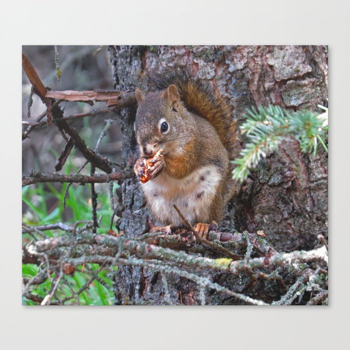Squirrel Friend Canvas Print