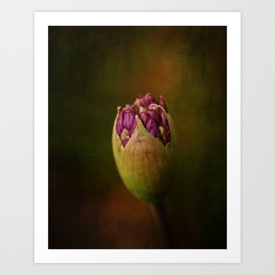 Allium in May Art Print