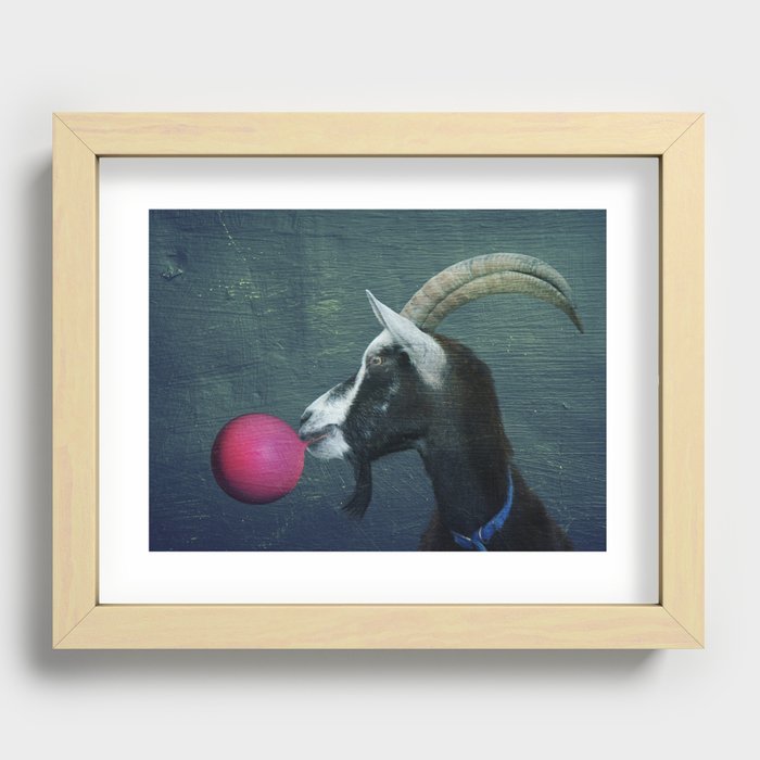 Goat blowing bubble gum Recessed Framed Print