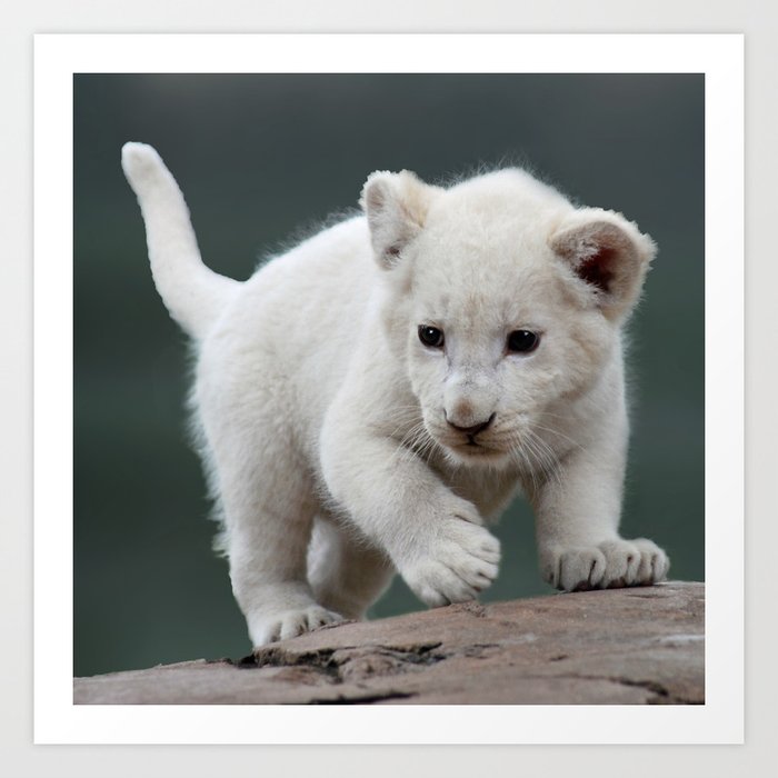 albino lion cubs