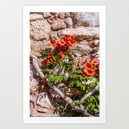 Flower on the Wall | Colorful Travel and Street Photography Art Print
