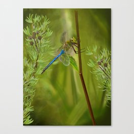 Blue and Green Dragonfly Canvas Print
