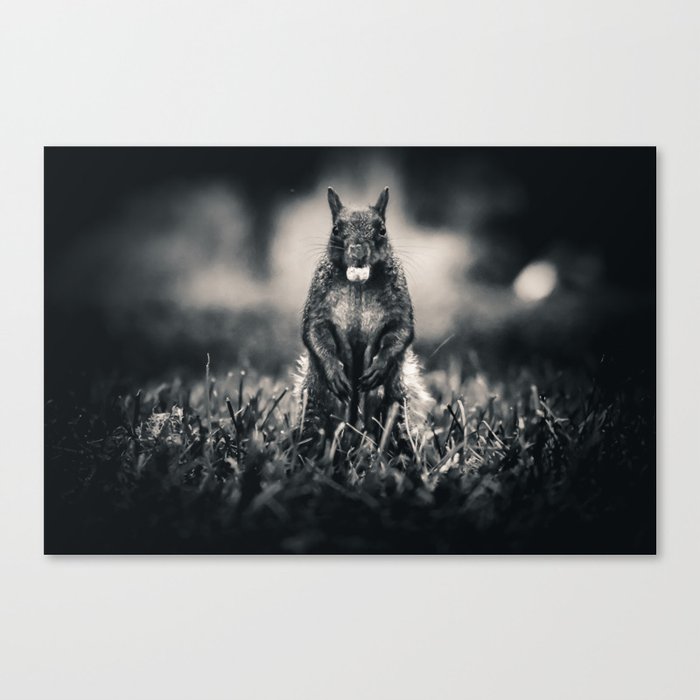The Collector. Black and White Squirrel Photograph Canvas Print