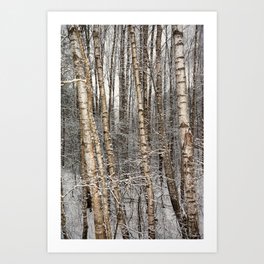 Birches Art Print