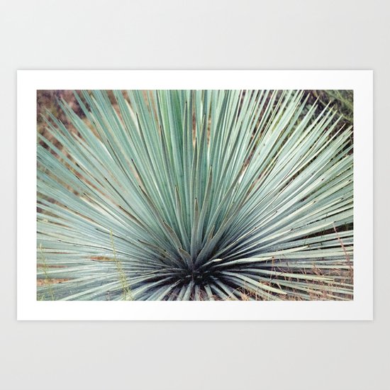 Agave Plant Art Print