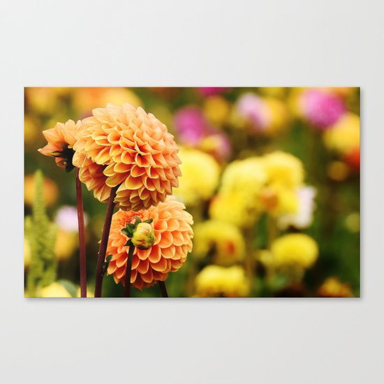 dahlias Canvas Print