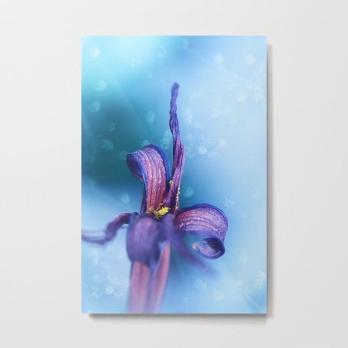 withered lily in blue Metal Print
