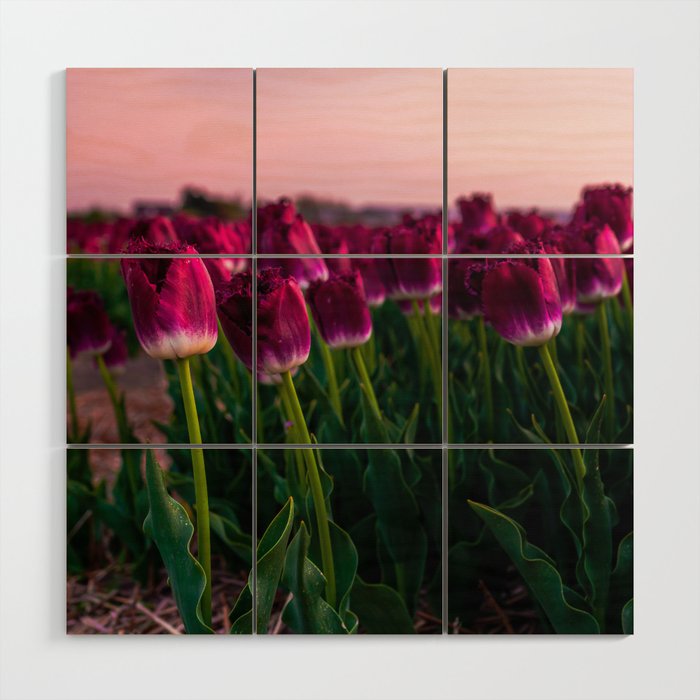 Close-up of pink Tulip in a flower field Wood Wall Art