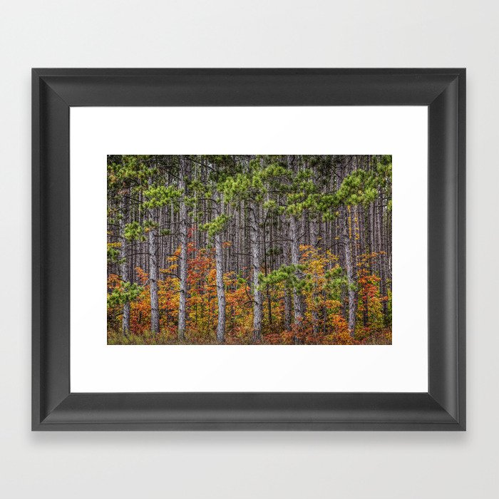 Small Saplings among a Grove of Pine Trees Framed Art Print